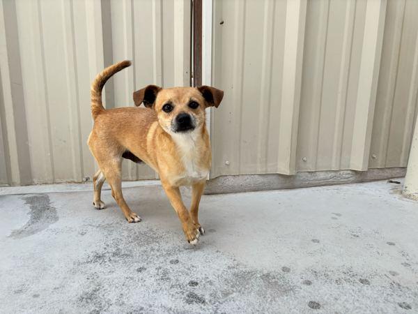 Enlarge Prince Buddy, a Adoptable mixed breed in Midland, TX image 4/5