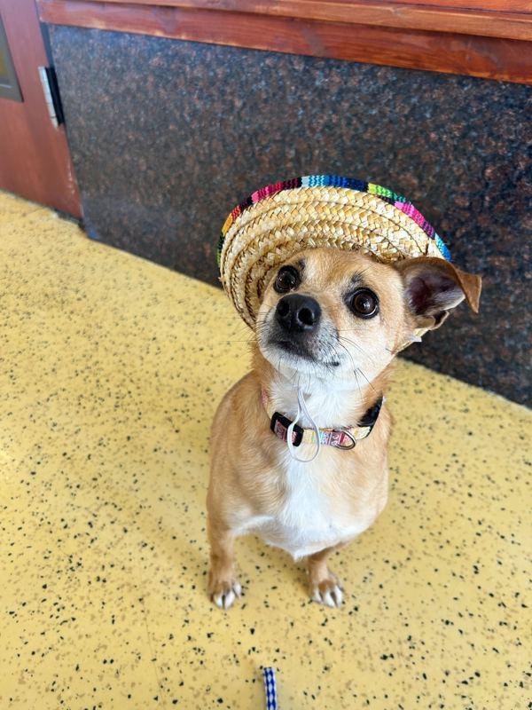 Enlarge Prince Buddy, a Adoptable mixed breed in Midland, TX image 5/5