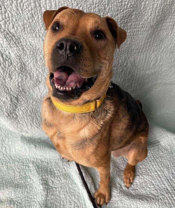 Enlarge Lila, a ADOPTABLE Mixed Breed in Jackson, MI image 4/6