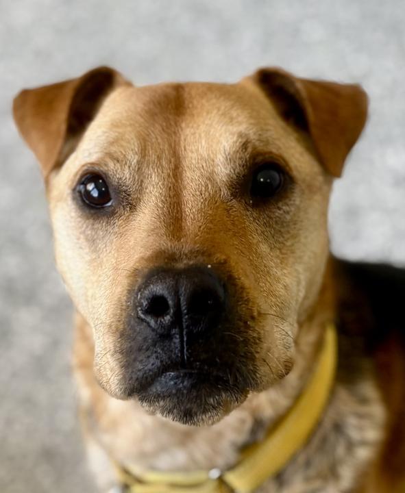Lila, an adoptable Mixed Breed in Jackson, MI image 2/6
