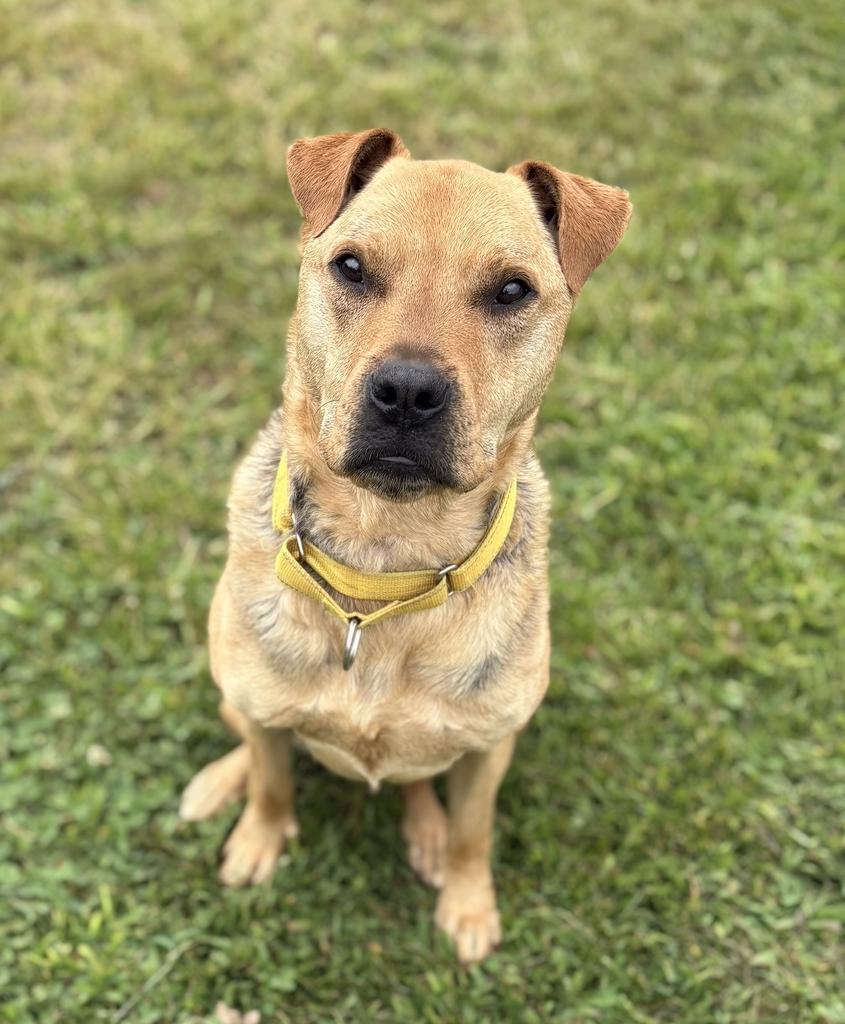 Lila, an adoptable Mixed Breed in Jackson, MI image 5/6
