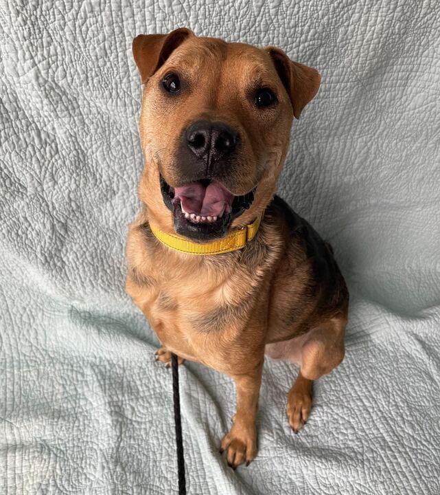 Enlarge Lila, a ADOPTABLE Mixed Breed in Jackson, MI image 5/6