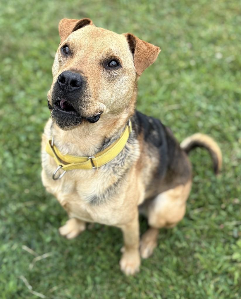 Lila, an adoptable Mixed Breed in Jackson, MI image 4/6