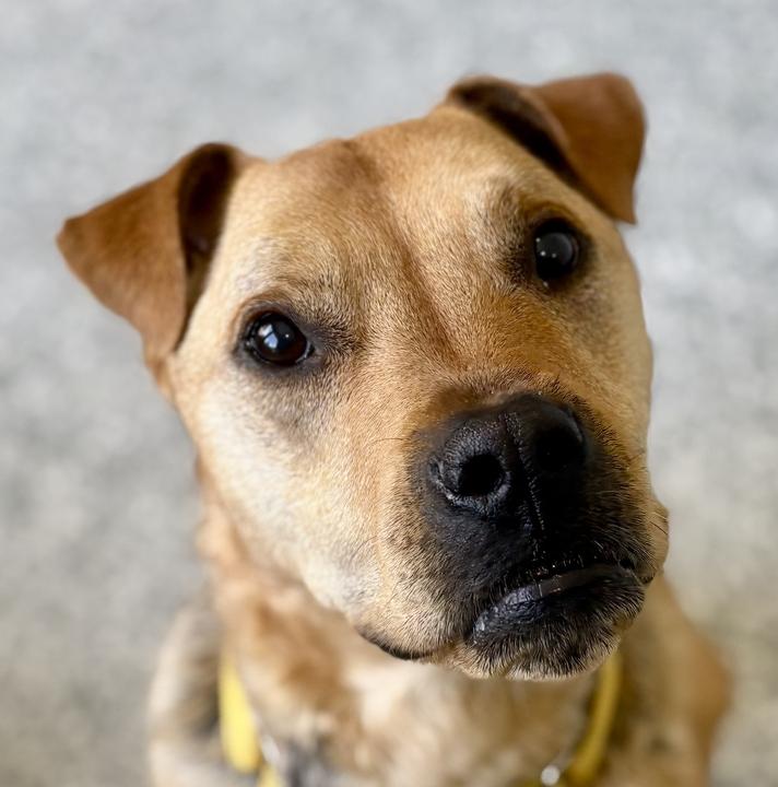 Lila, an adoptable Mixed Breed in Jackson, MI image 1/6