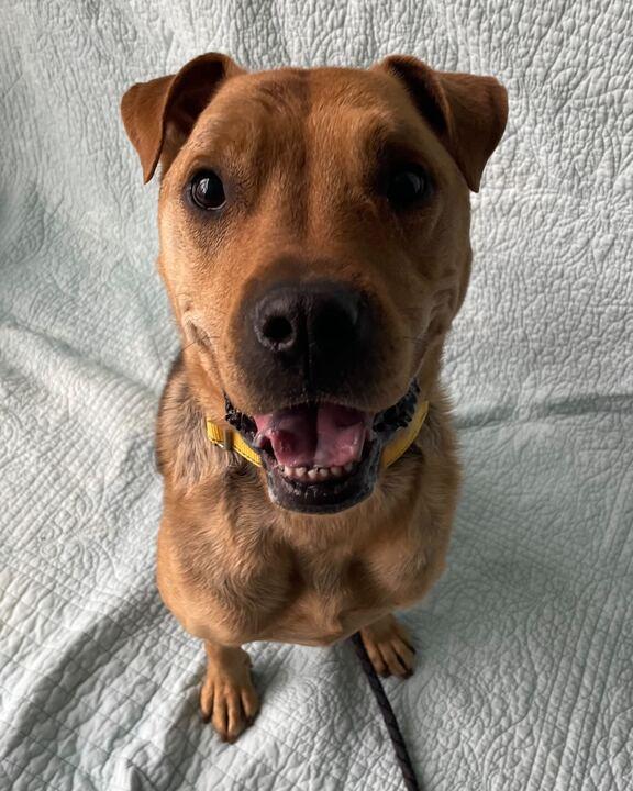 Enlarge Lila, a ADOPTABLE Mixed Breed in Jackson, MI image 3/6