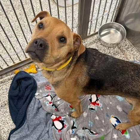 Lila, ADOPTABLE, Adult Female Mixed Breed.