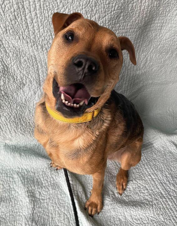 Enlarge Lila, a ADOPTABLE Mixed Breed in Jackson, MI image 1/6