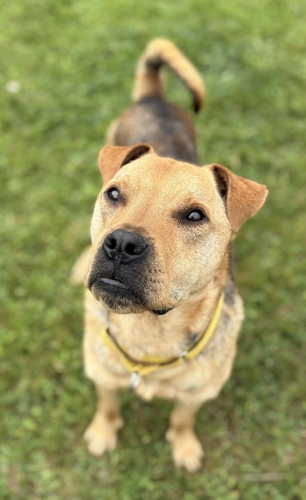 Lila, an adoptable Mixed Breed in Jackson, MI image 3/6