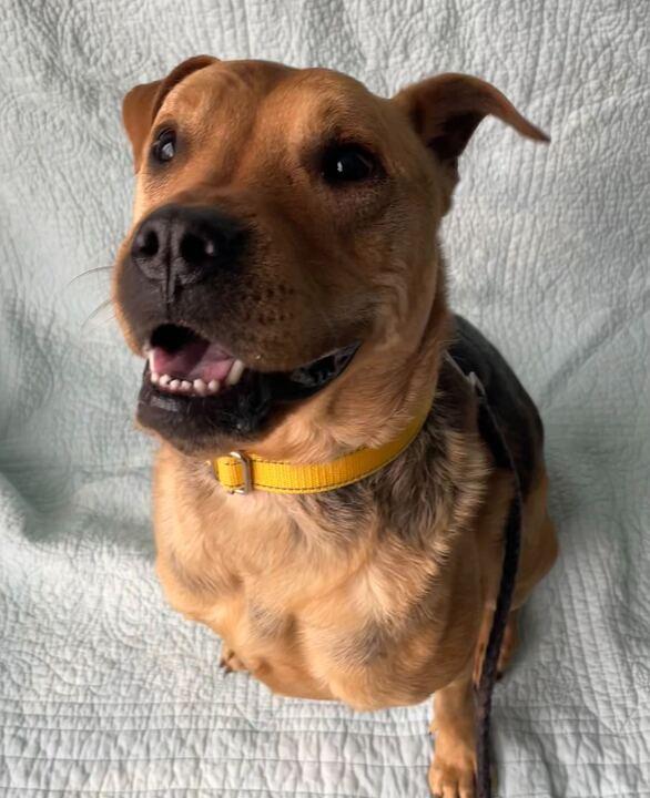 Enlarge Lila, a ADOPTABLE Mixed Breed in Jackson, MI image 2/6