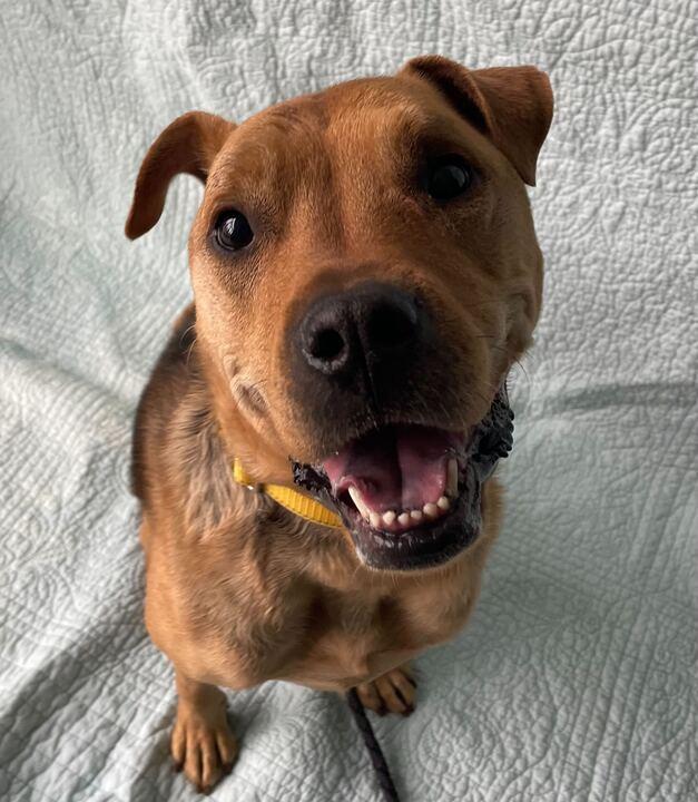 Enlarge Lila, a ADOPTABLE Mixed Breed in Jackson, MI image 6/6