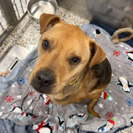 Enlarge Lila, a ADOPTABLE Mixed Breed in Jackson, MI image 3/3