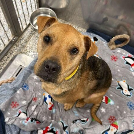 Enlarge Lila, a ADOPTABLE Mixed Breed in Jackson, MI image 2/3