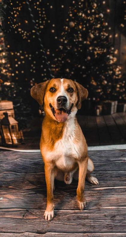 Big Boy Jethro, a Adoptable Mixed Breed in Sullivan, IN image 1/2