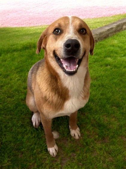 Big Boy Jethro, a Adoptable Mixed Breed in Sullivan, IN image 2/2