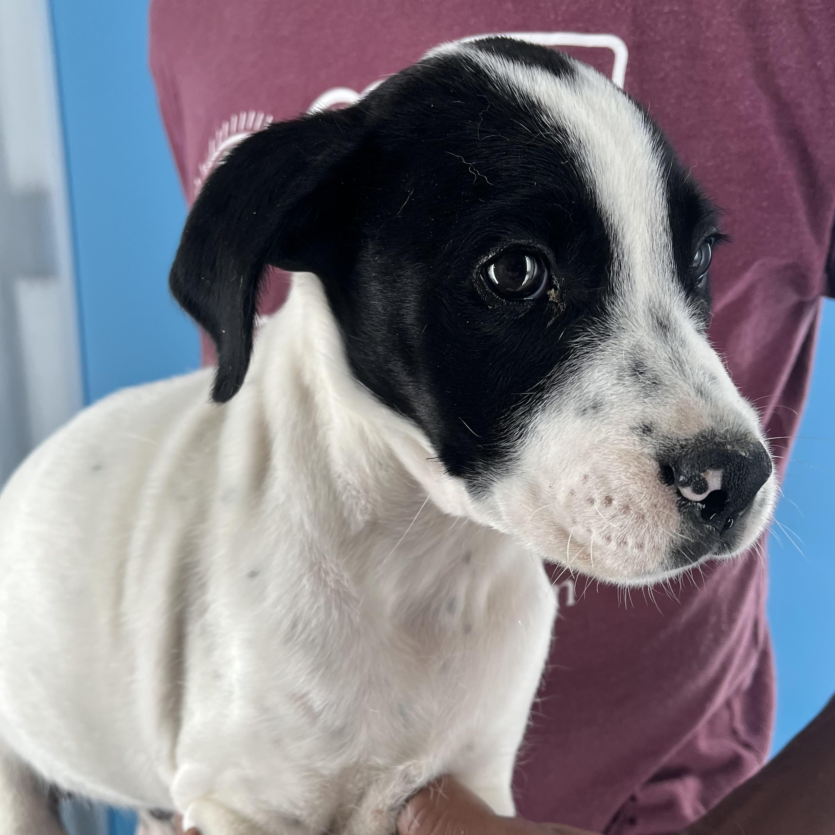 Rolando - Local Jan 11, Adoptable, Puppy Male Border Collie & Labrador Retriever.