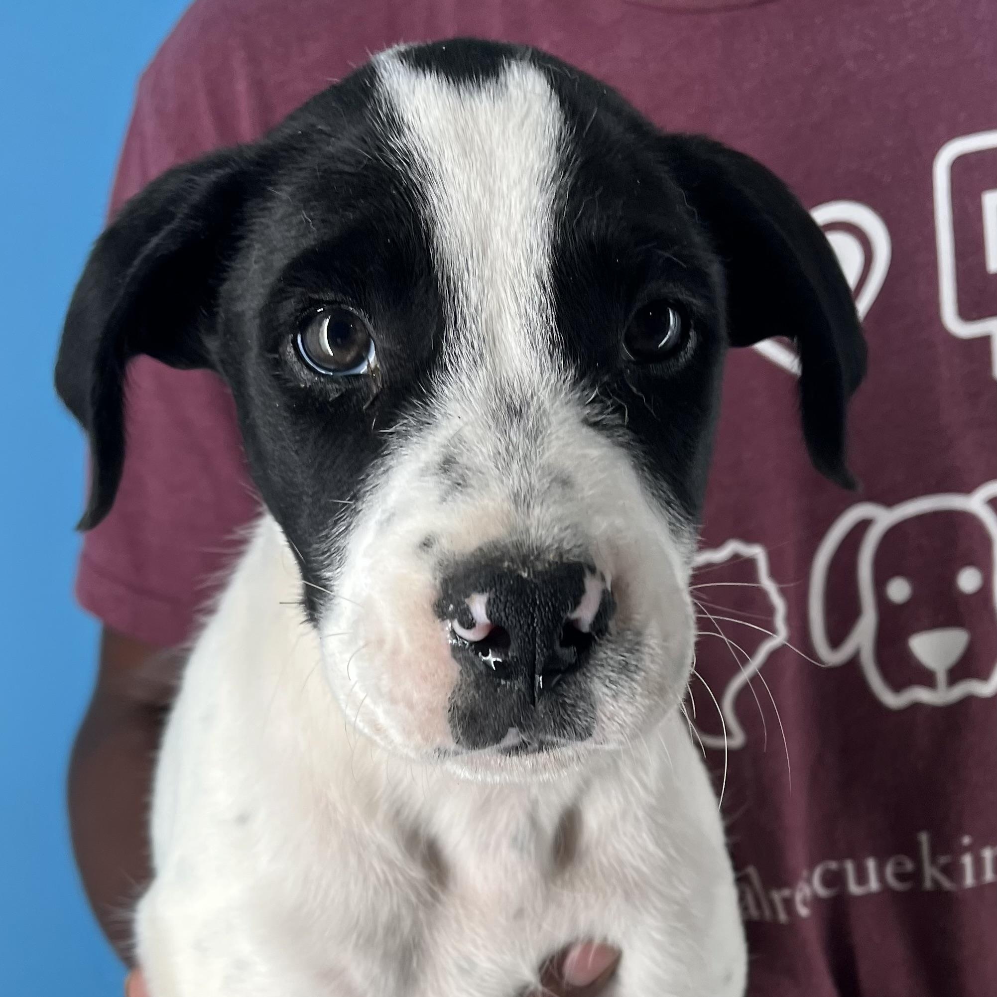 Enlarge Rolando - Local Jan 11, a Adoptable mixed breed in Westerly, RI image 2/6