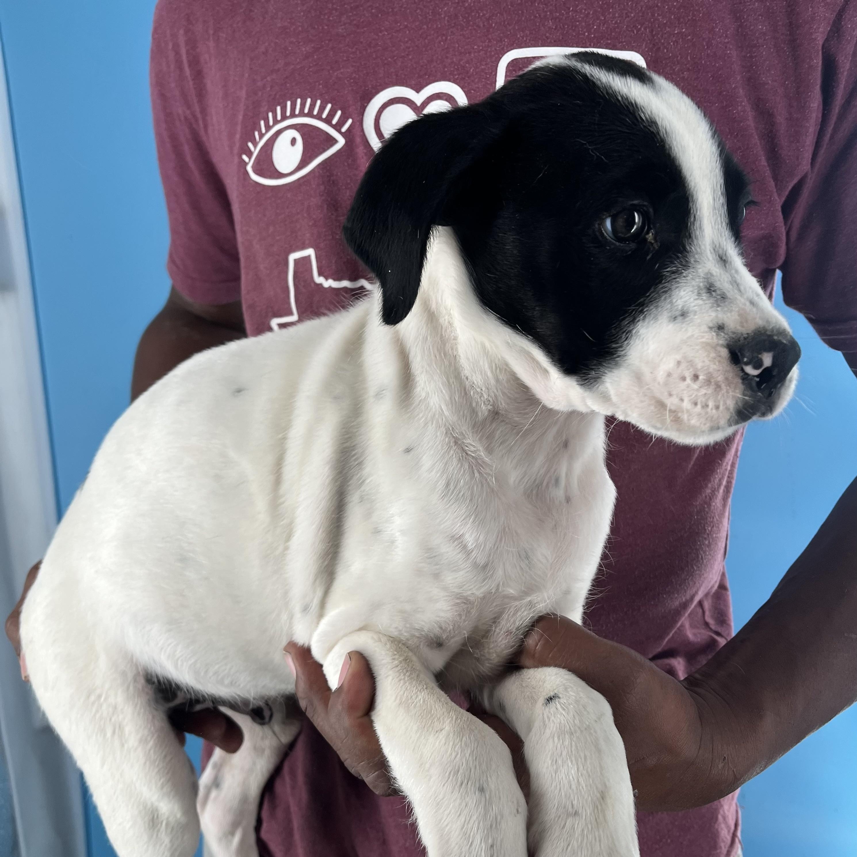 Enlarge Rolando - Local Jan 11, a Adoptable mixed breed in Westerly, RI image 3/6