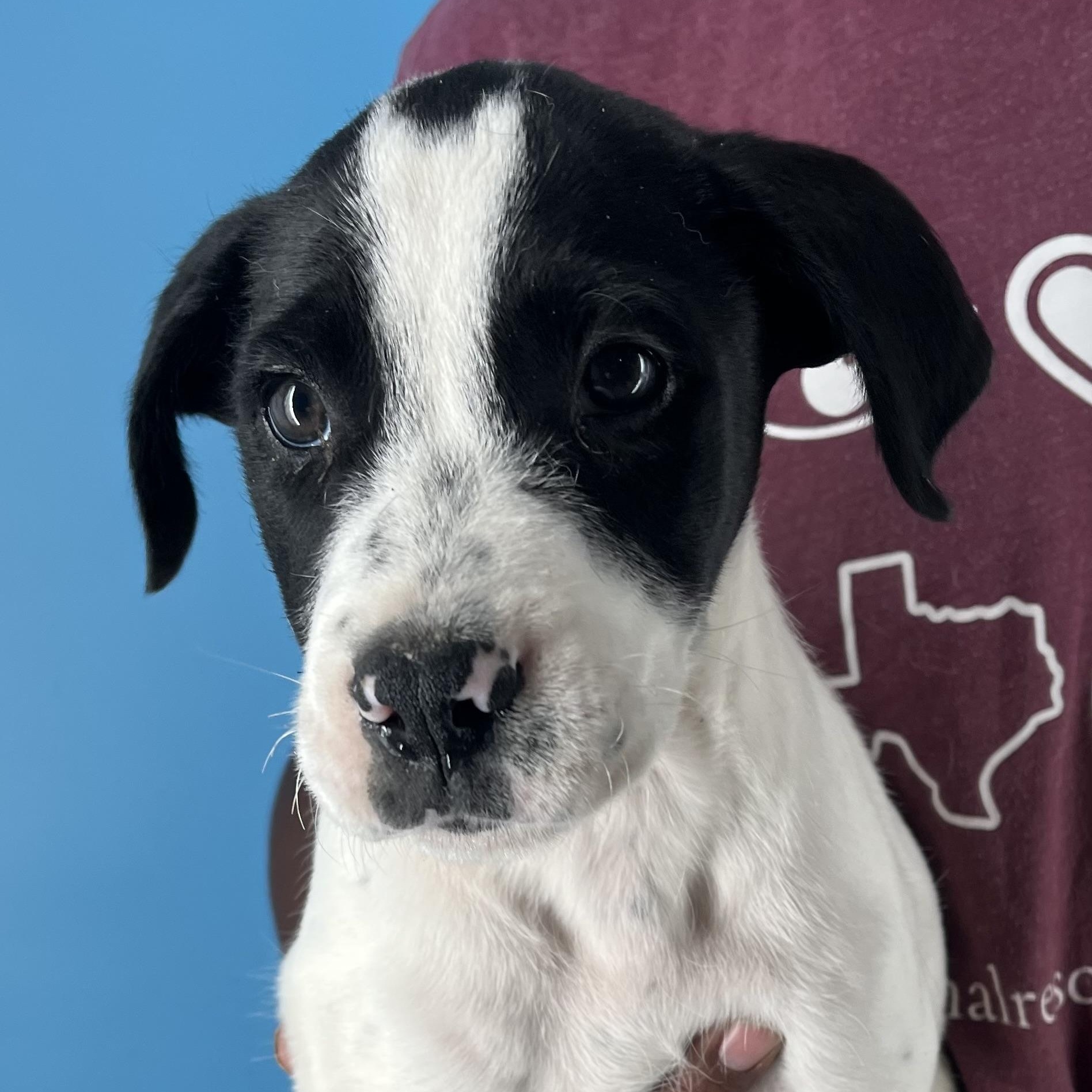 Enlarge Rolando - Local Jan 11, a Adoptable mixed breed in Westerly, RI image 5/6