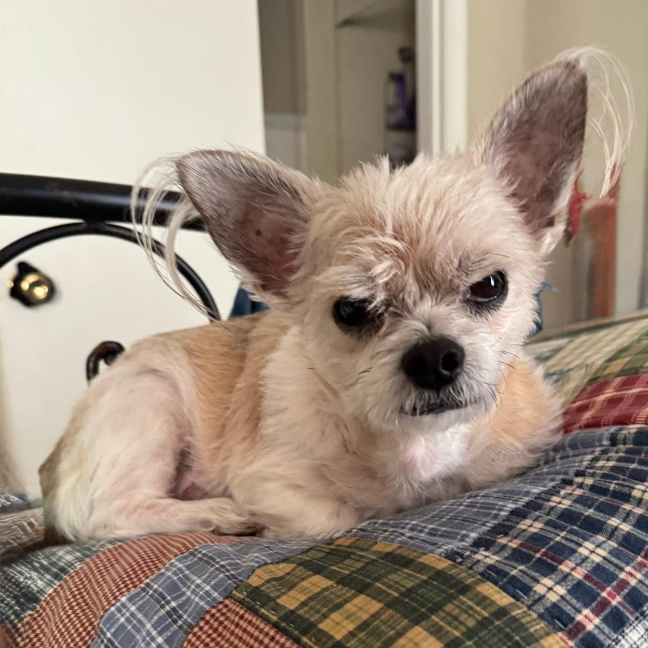 2146 Teddy, a ADOPTABLE mixed breed in Springfield, MO image 3/3