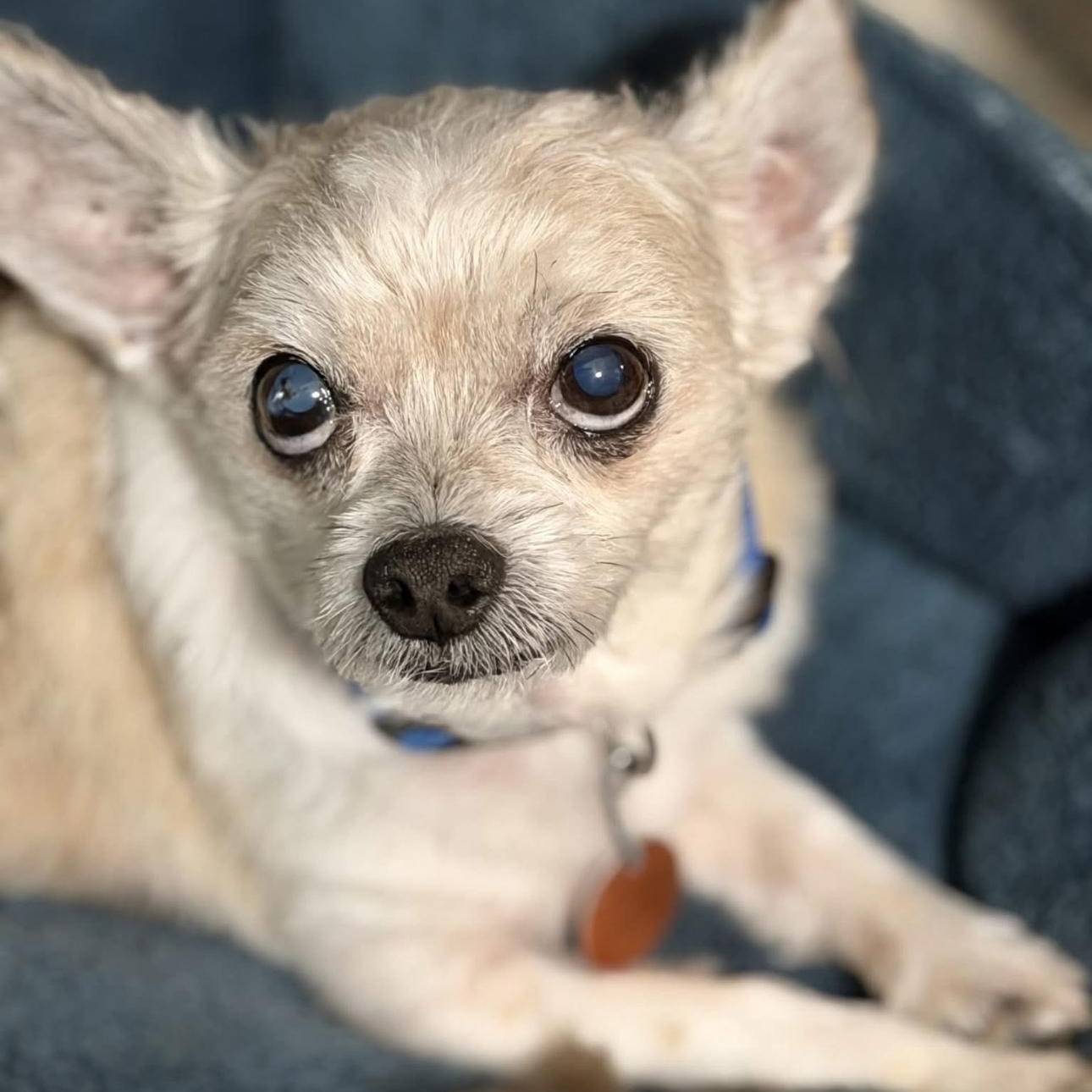 2146 Teddy, a ADOPTABLE mixed breed in Springfield, MO image 2/3