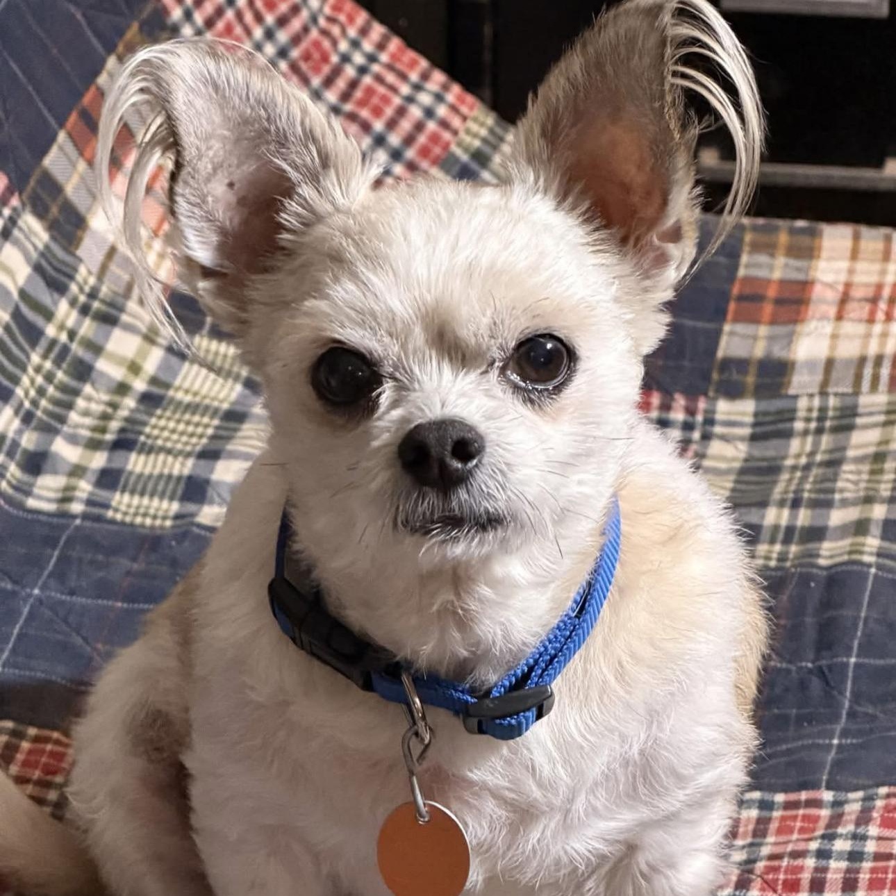 2146 Teddy, ADOPTABLE, Adult Male Terrier.