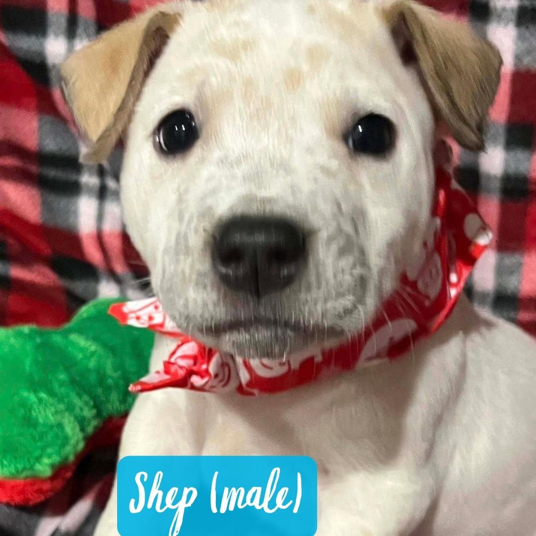 Enlarge Shep, a ADOPTABLE mixed breed in Nantucket, MA image 6/6