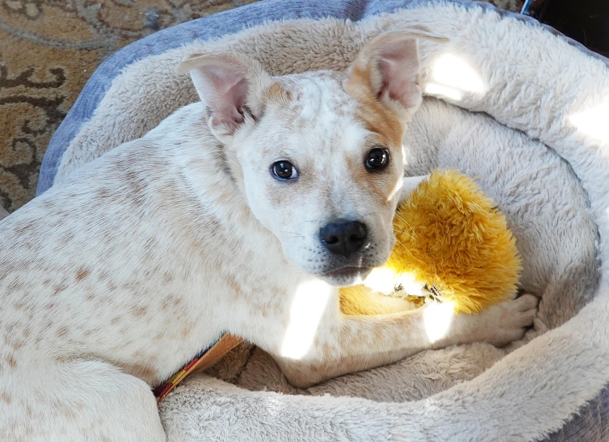 Enlarge Shep, a ADOPTABLE mixed breed in Nantucket, MA image 4/6