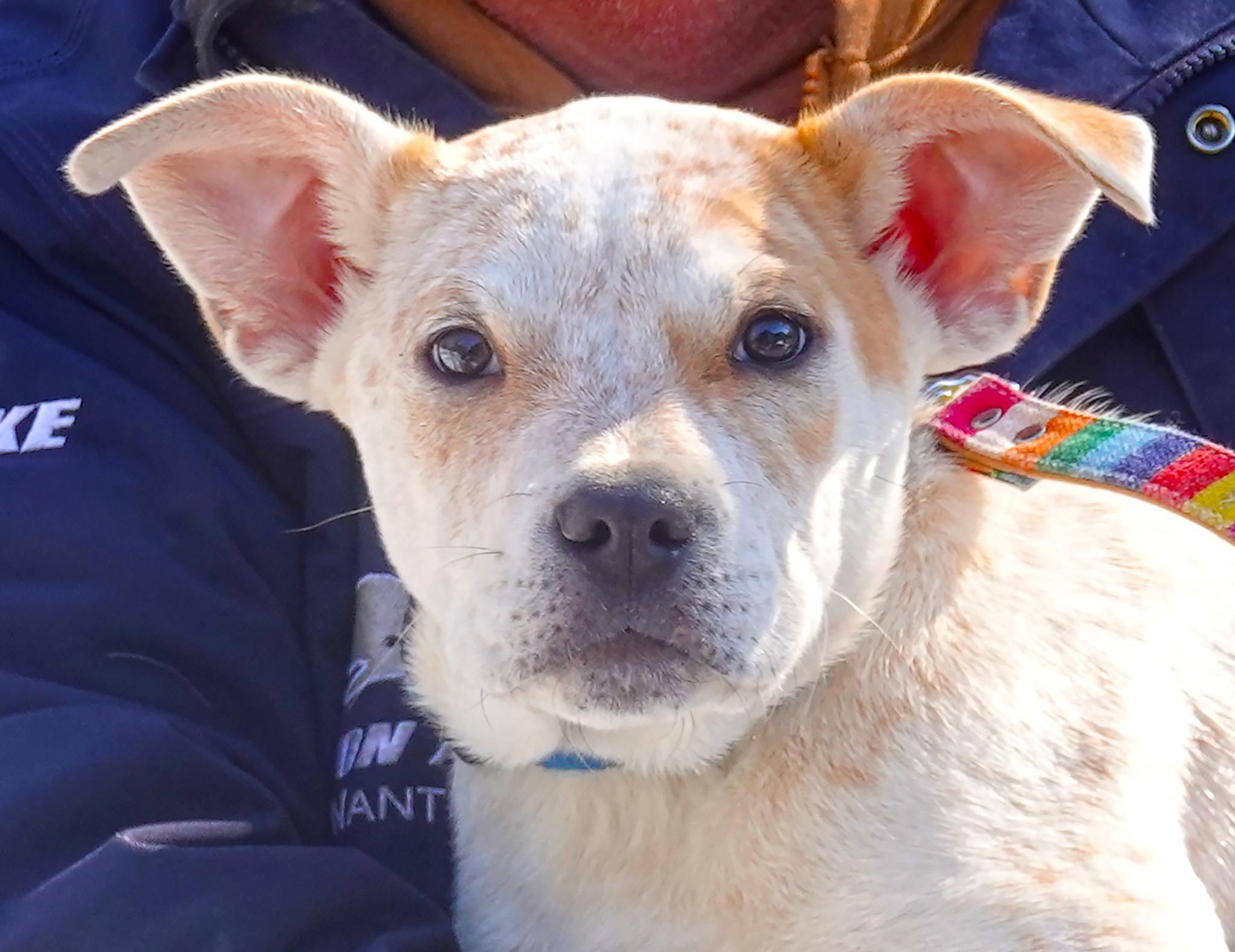 Shep, ADOPTABLE, Puppy Male Australian Cattle Dog / Blue Heeler.