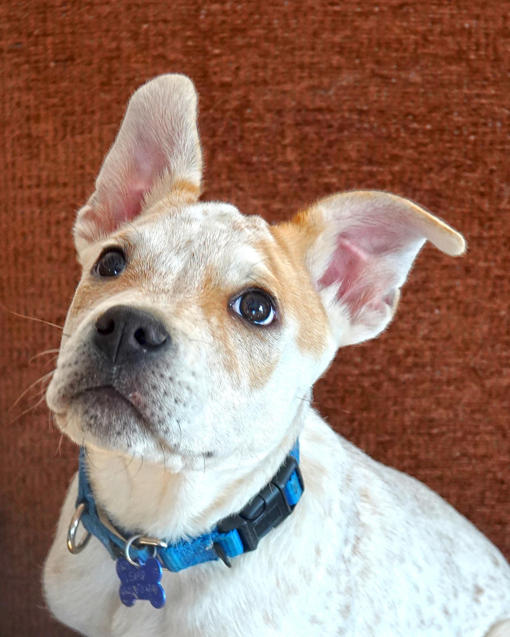 Enlarge Shep, a ADOPTABLE mixed breed in Nantucket, MA image 3/6
