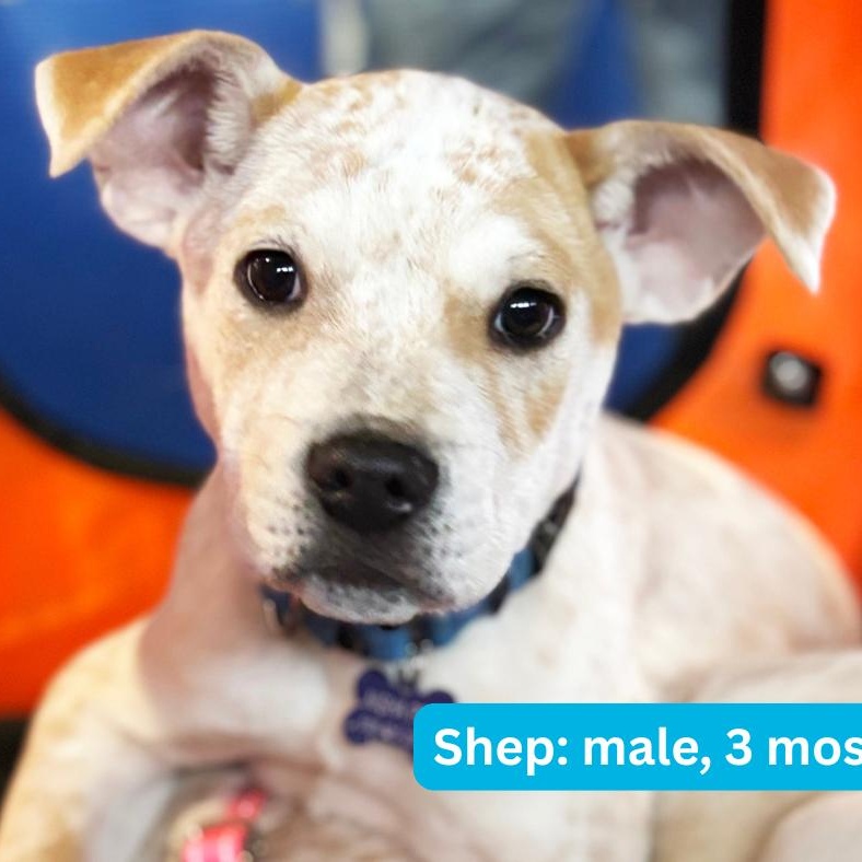 Enlarge Shep, a ADOPTABLE mixed breed in Nantucket, MA image 5/6