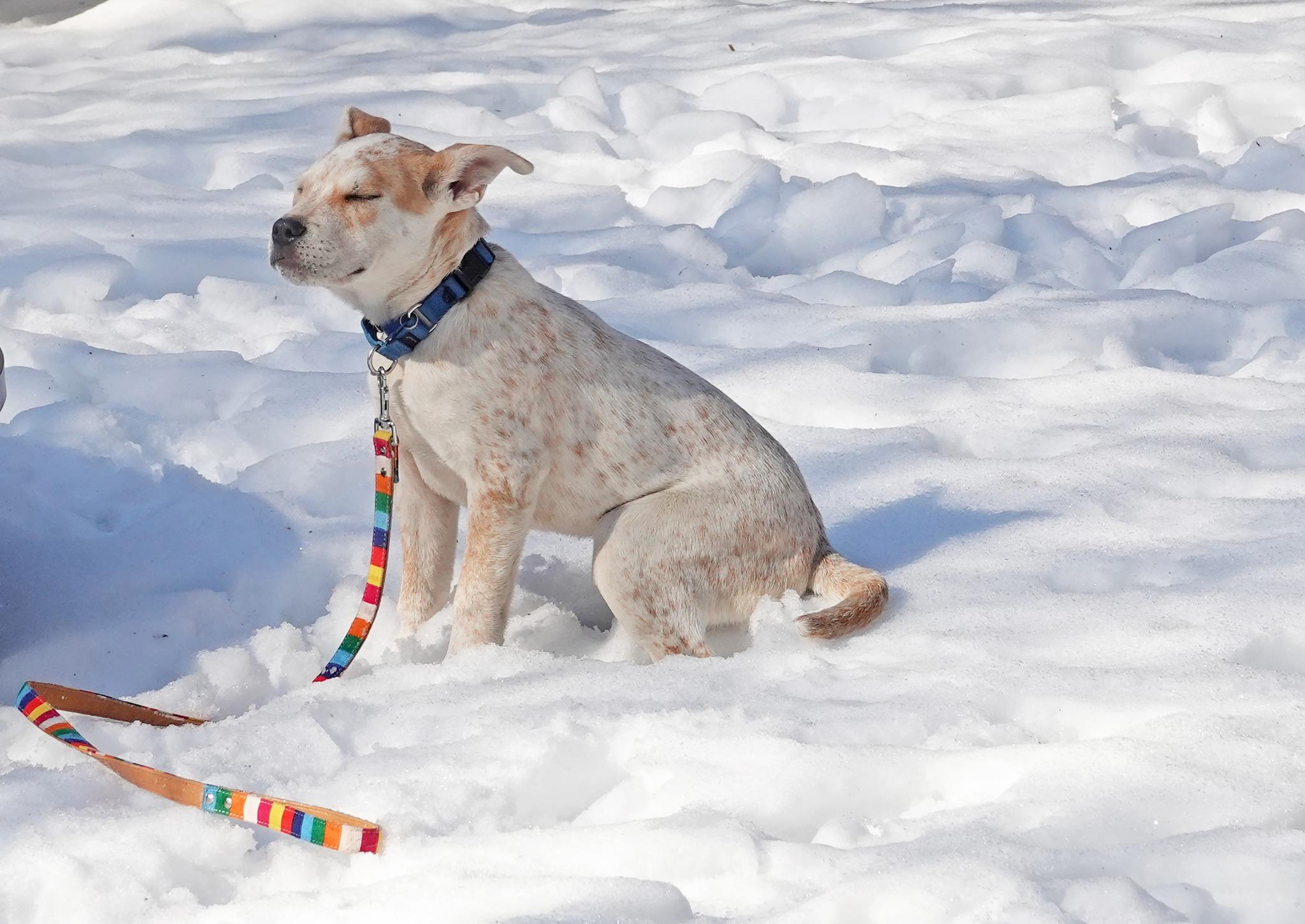 Enlarge Shep, a ADOPTABLE mixed breed in Nantucket, MA image 2/6