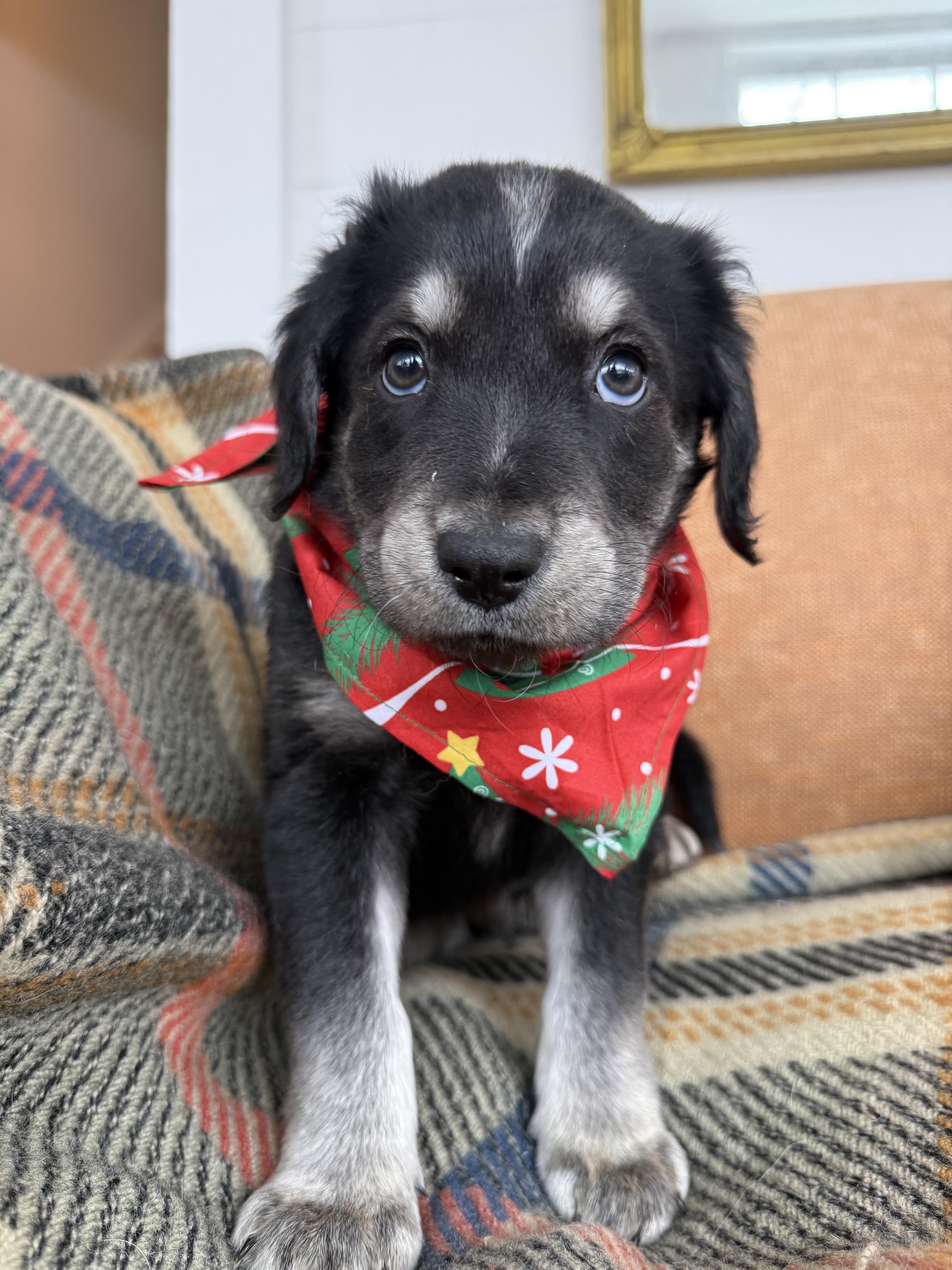 Charity , ADOPTABLE, Puppy Male Mixed Breed.