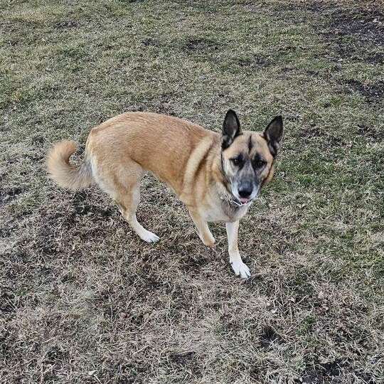 Enlarge Stella, a ADOPTABLE German Shepherd Dog in Roselle, IL image 2/4