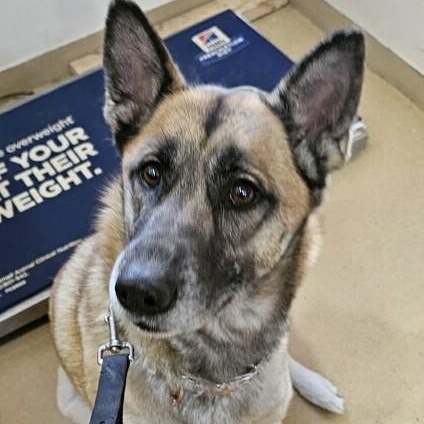 Stella, ADOPTABLE, Young Female German Shepherd Dog.