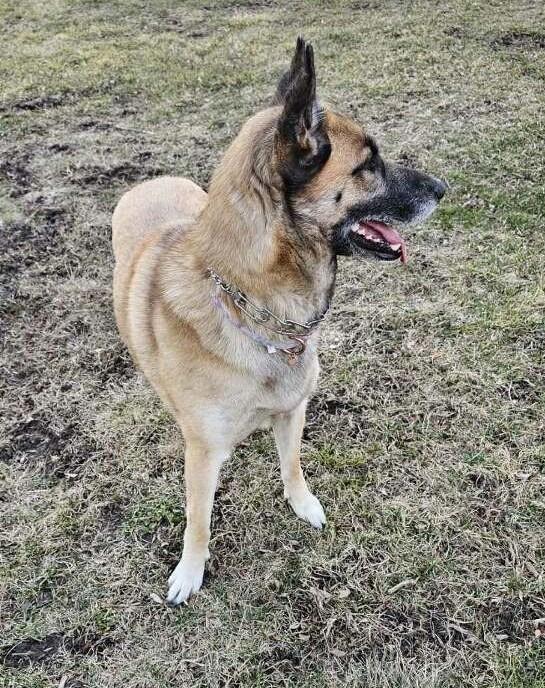 Enlarge Stella, a ADOPTABLE German Shepherd Dog in Roselle, IL image 4/4