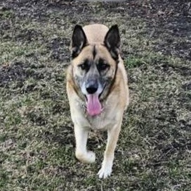 Enlarge Stella, a ADOPTABLE German Shepherd Dog in Roselle, IL image 3/4
