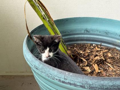 Sardine, adopted, Kitten Male Domestic Short Hair & Domestic Short Hair.