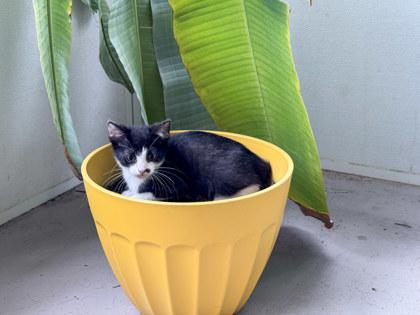 Sardine, an adopted mixed breed in San Antonio, TX image 2/3