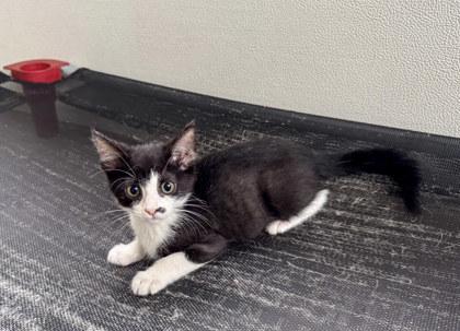 Sardine, an adopted mixed breed in San Antonio, TX image 3/3