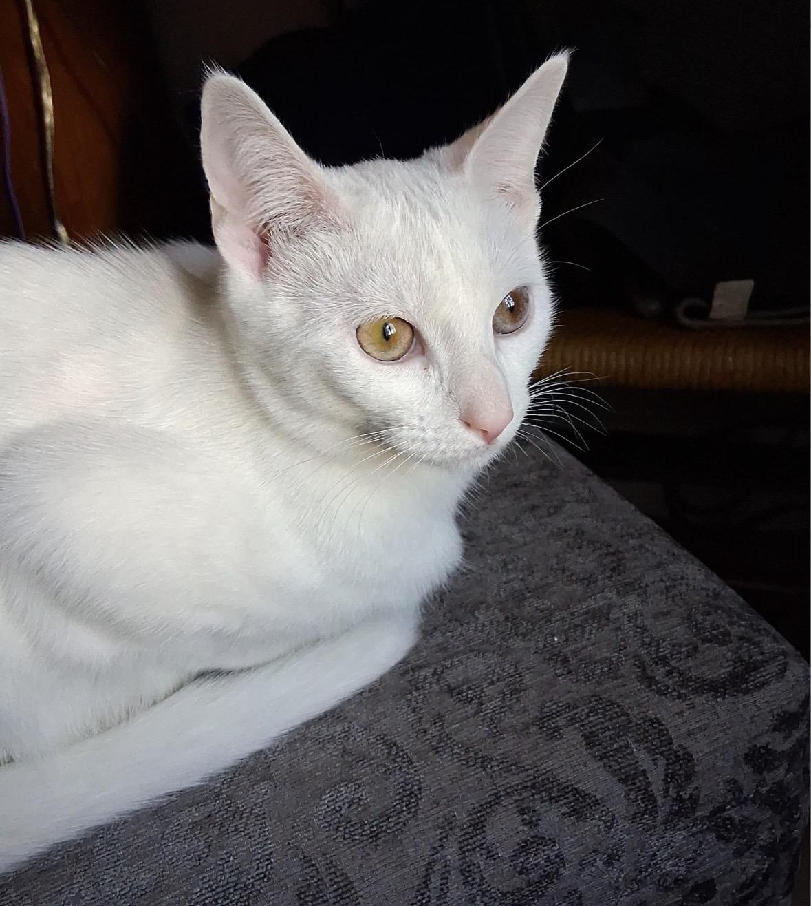 Enlarge Snow, a Adopted Domestic Short Hair in Beverly, MA image 1/3