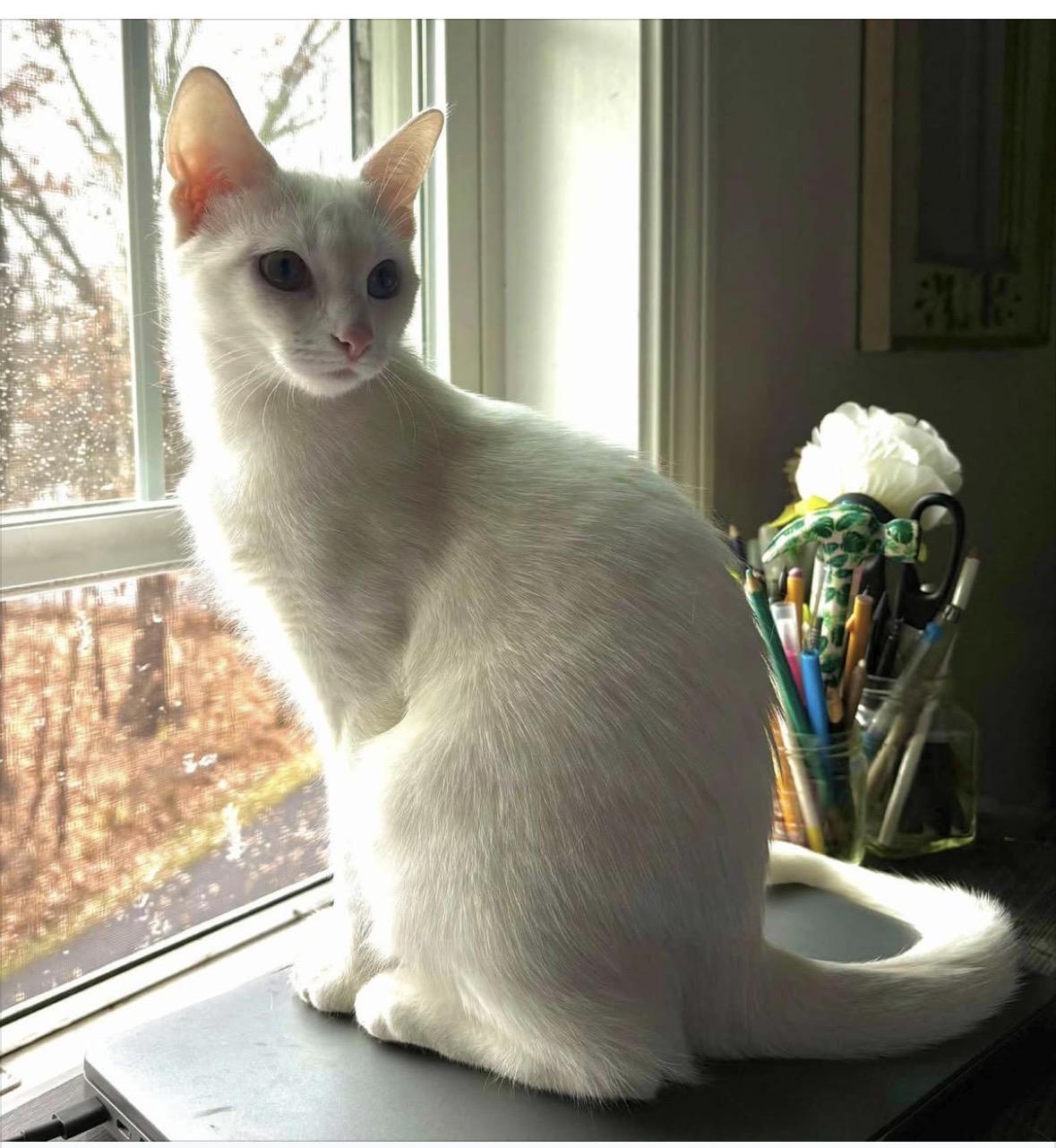 Enlarge Snow, a Adopted Domestic Short Hair in Beverly, MA image 2/3