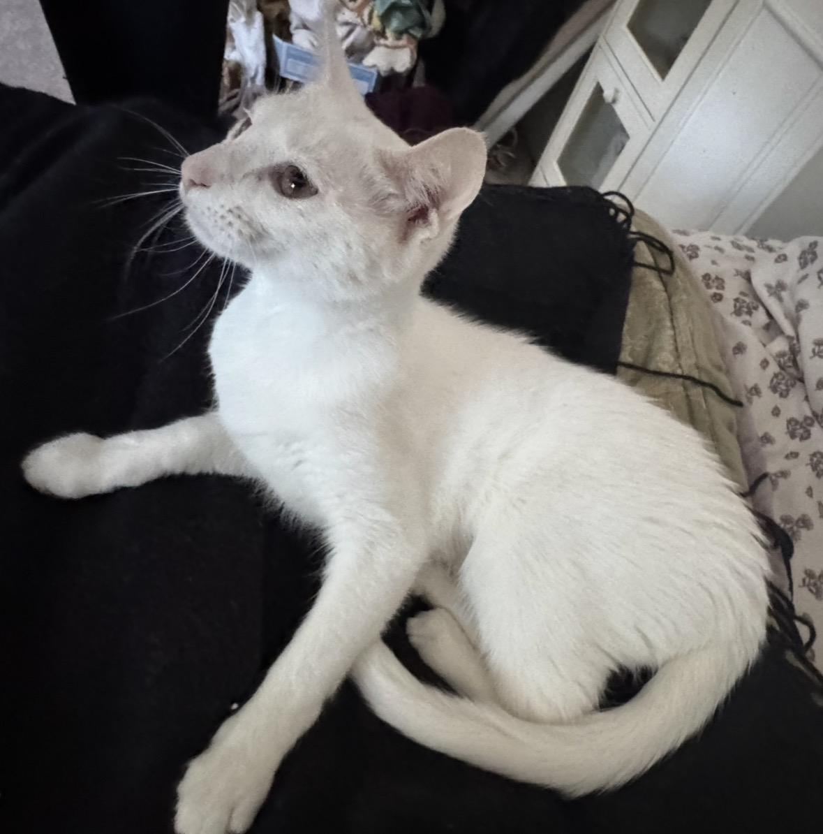 Enlarge Snow, a Adopted Domestic Short Hair in Beverly, MA image 3/3