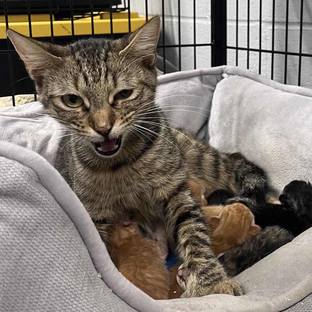Mary, Adoptable, Young Female Domestic Short Hair.