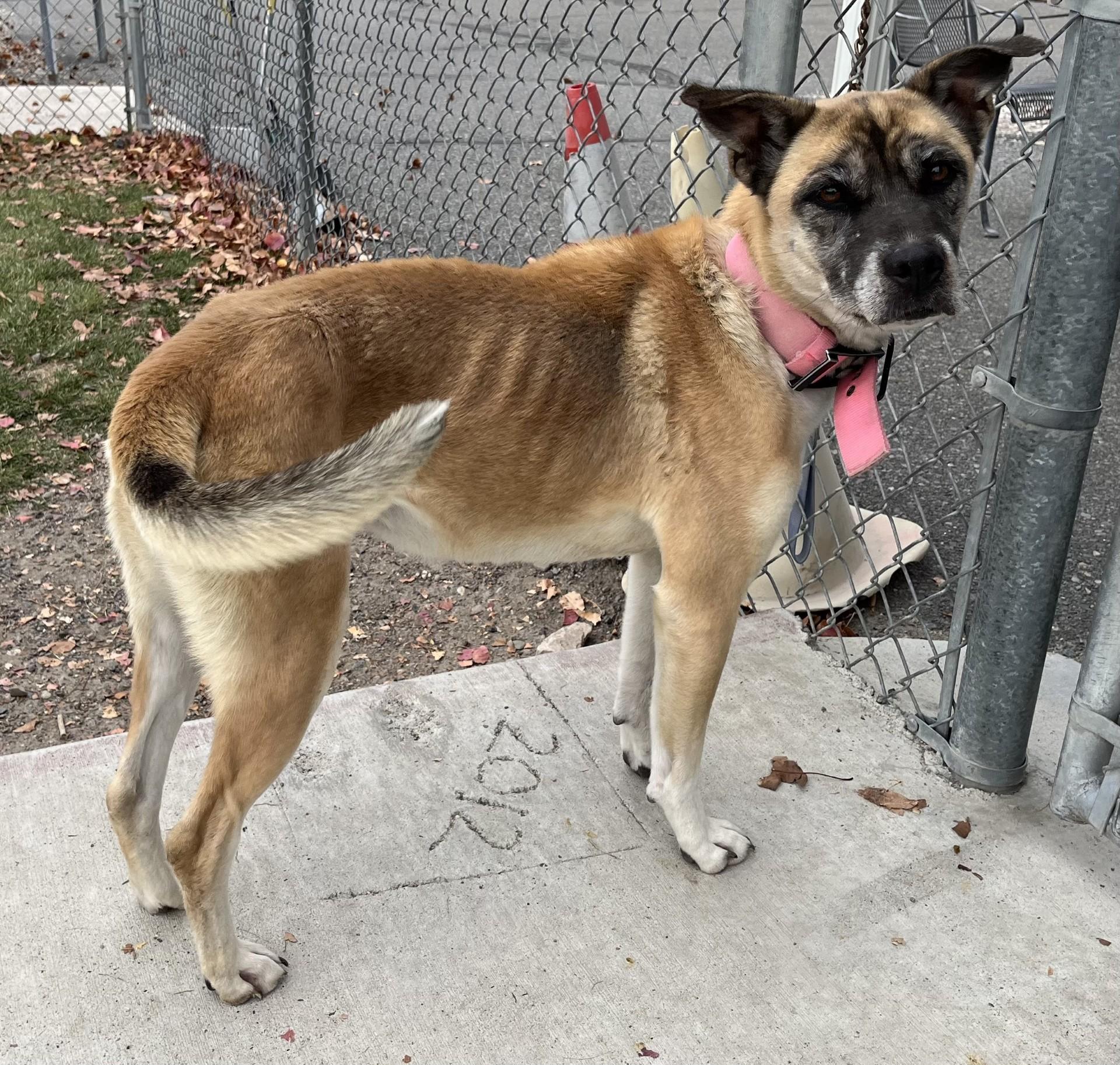Hope / 59777406, Adoptable, Senior Female Shepherd.