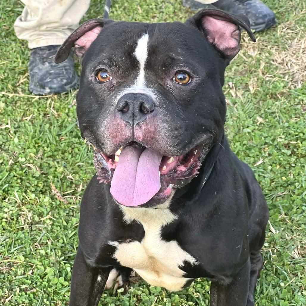 Enlarge Smokin Joe, a Adoptable Mixed Breed in Huntington, WV image 1/6