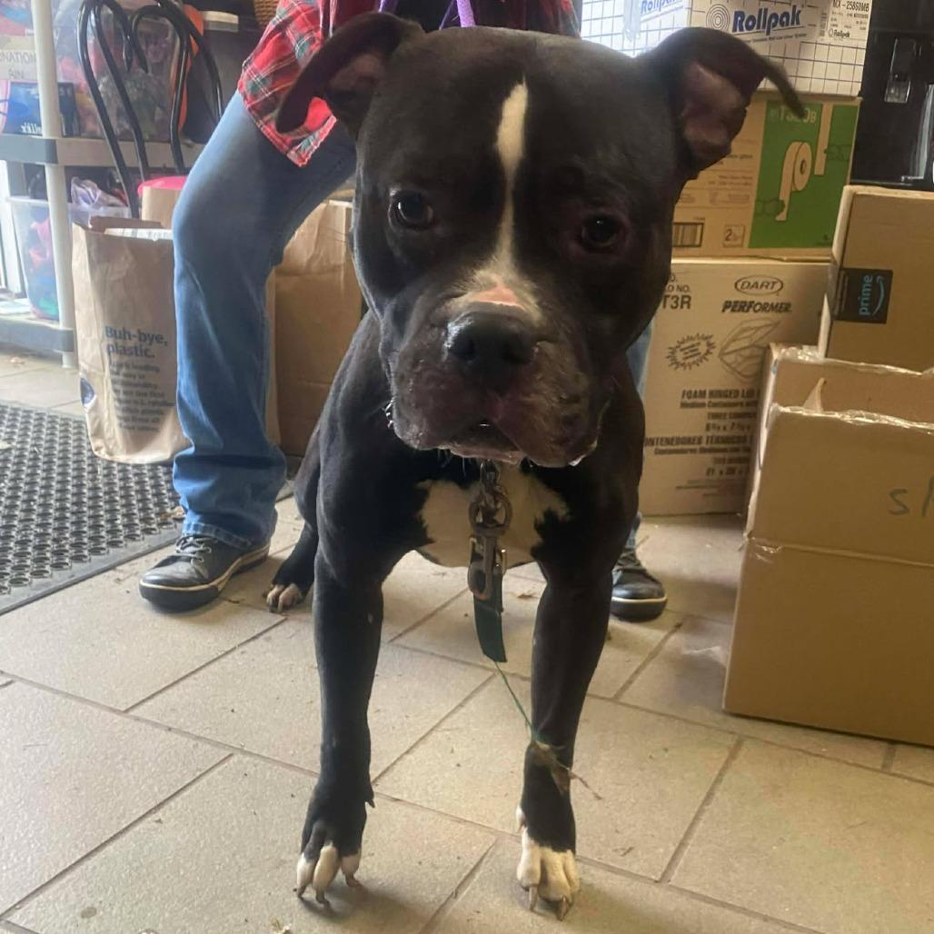 Enlarge Smokin Joe, a Adoptable Mixed Breed in Huntington, WV image 2/6