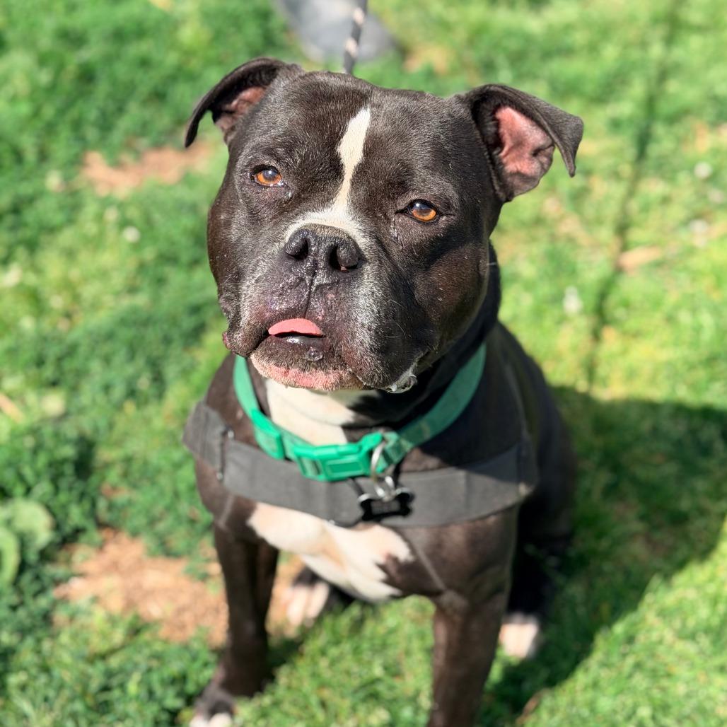 Enlarge Smokin Joe, a Adoptable Mixed Breed in Huntington, WV image 3/6