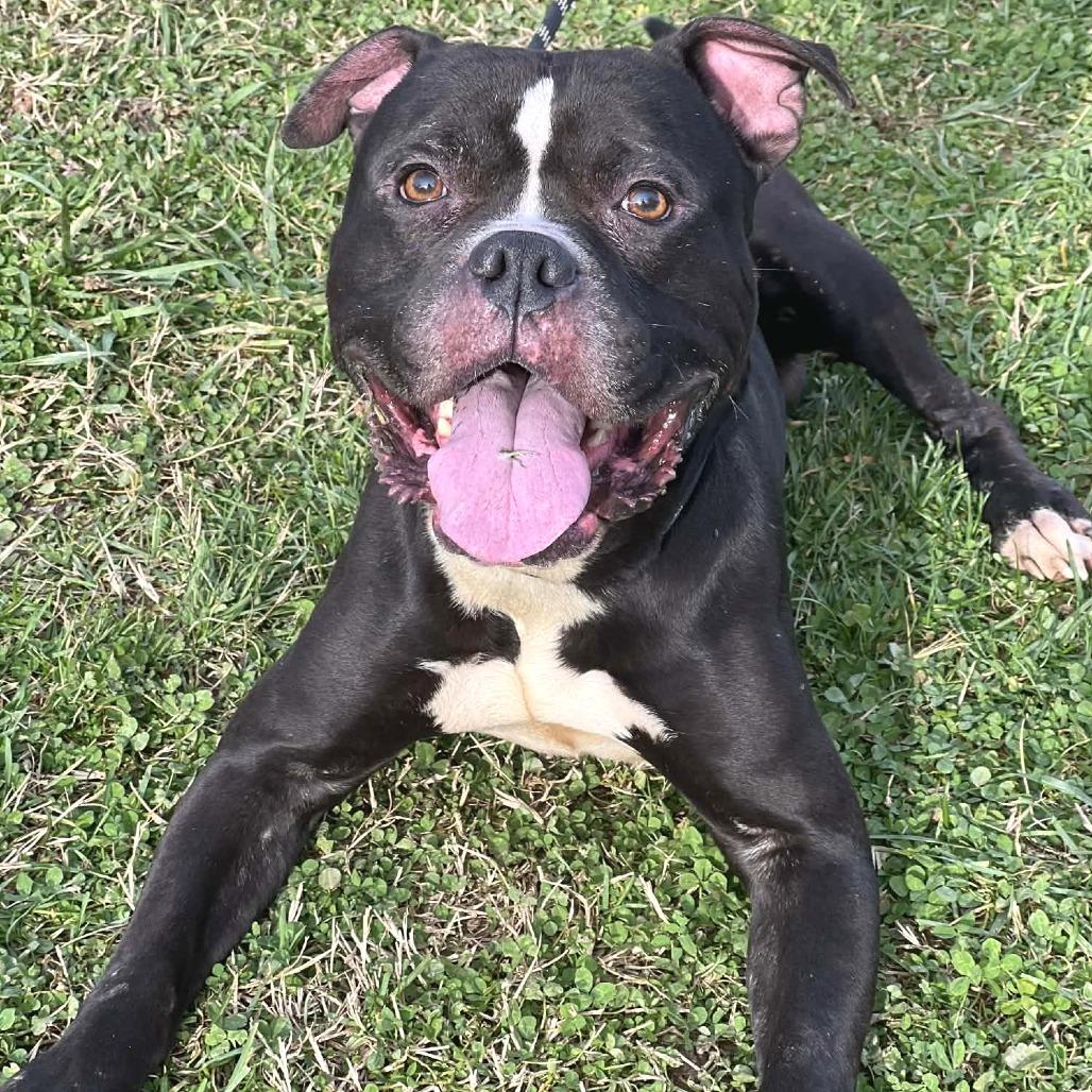 Enlarge Smokin Joe, a Adoptable Mixed Breed in Huntington, WV image 4/6