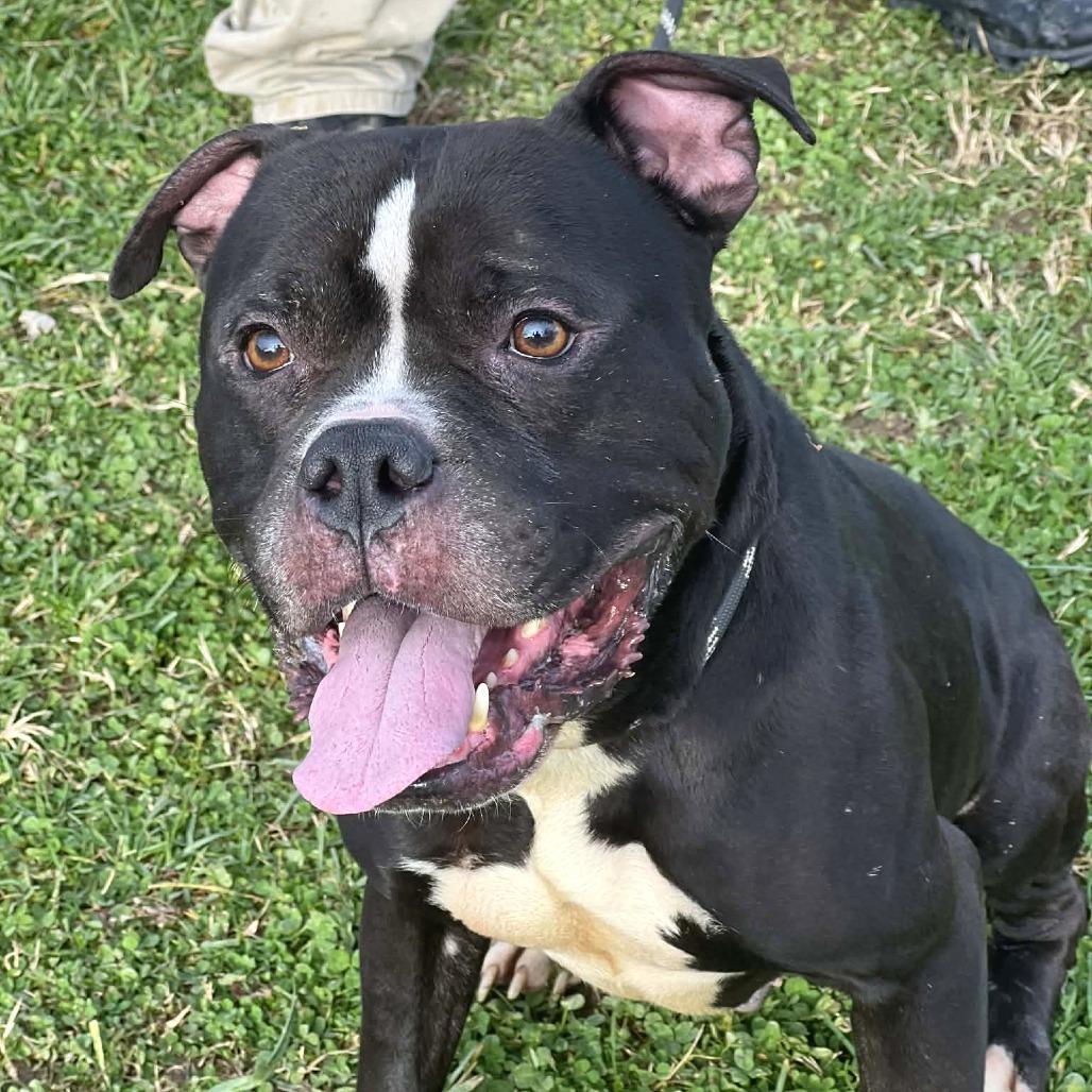 Enlarge Smokin Joe, a Adoptable Mixed Breed in Huntington, WV image 5/6