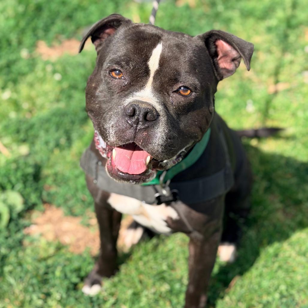 Enlarge Smokin Joe, a Adoptable Mixed Breed in Huntington, WV image 6/6